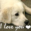labrador